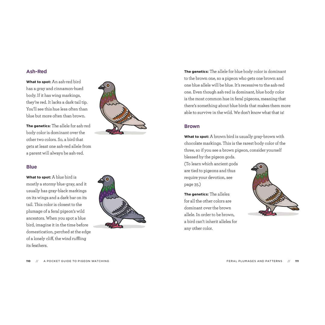 SIGNED! A Pocket Guide to Pigeon Watching: Getting to Know the World's Most Misunderstood Bird - Image 4