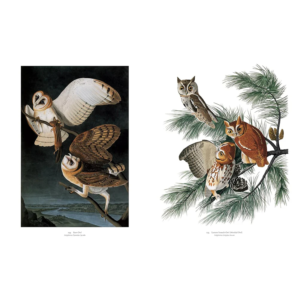 Audubon's Birds of America: Baby Elephant Folio - Image 3
