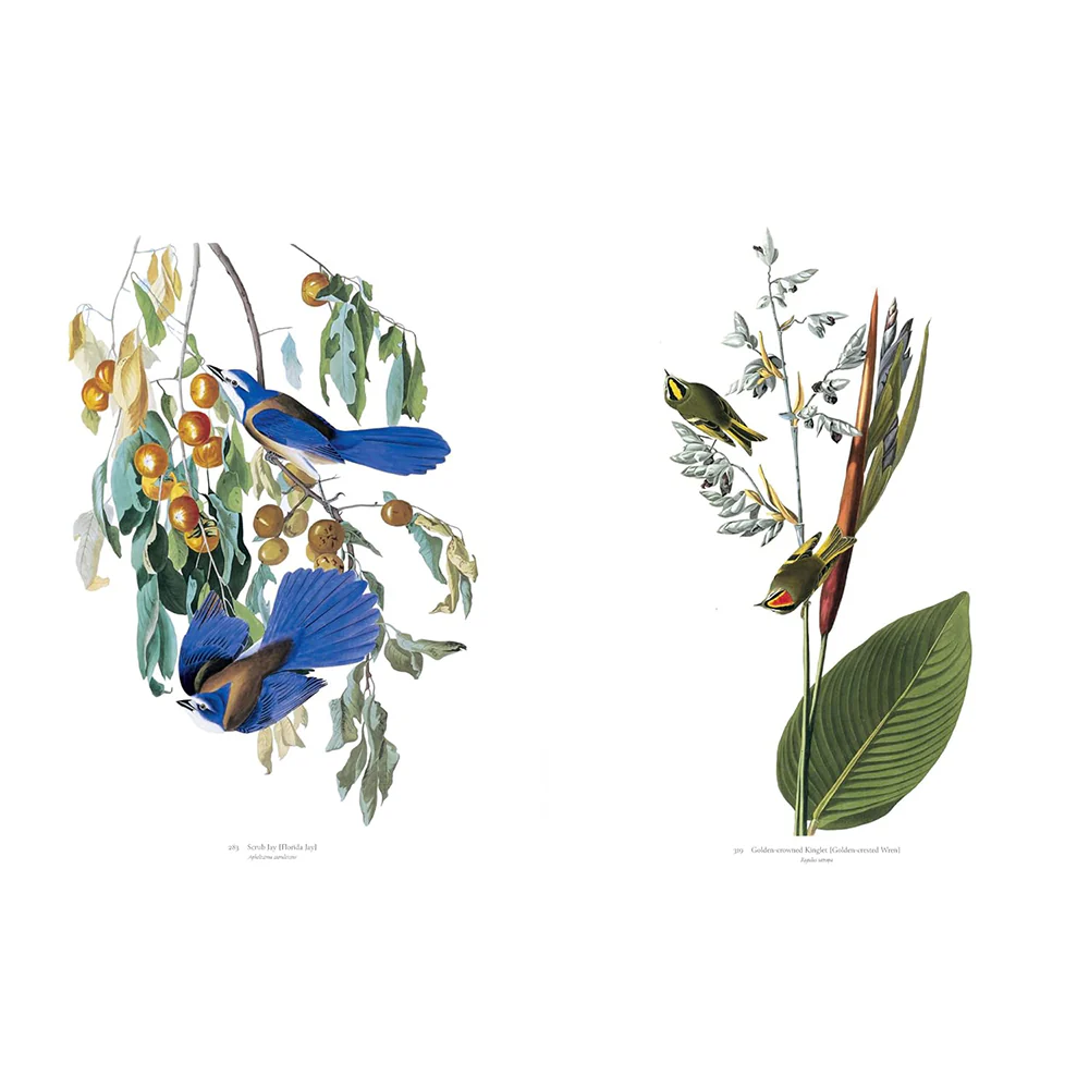 Audubon's Birds of America: Baby Elephant Folio - Image 4
