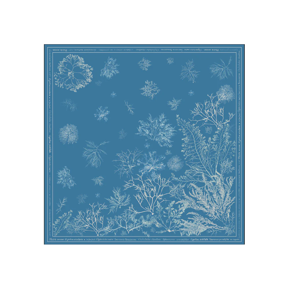 NYPL Anna Atkins Silk Scarf - Image 6