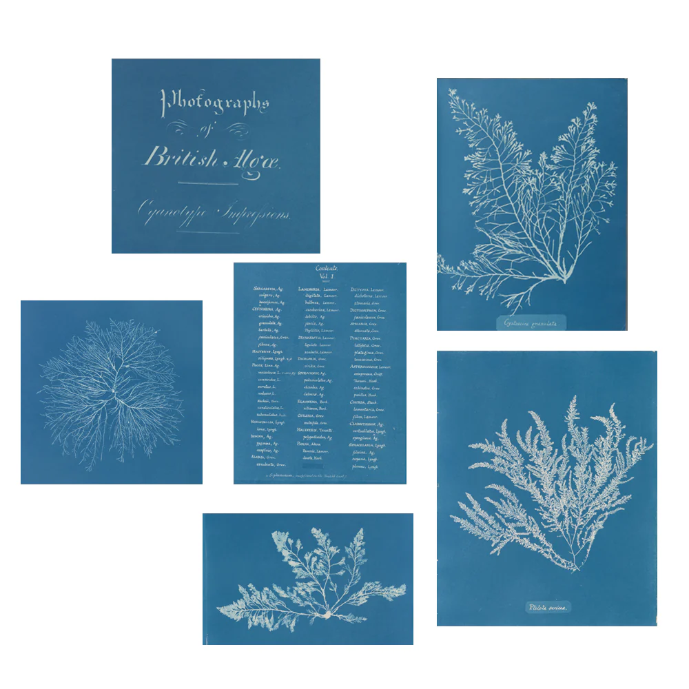 NYPL Anna Atkins Silk Scarf - Image 7